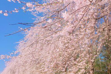 Seoul Ansan Jarak-gil Bus Tour Experience