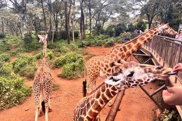 Giraffe Centre Kazuri Beads Maasai Collection Shopping Excursion