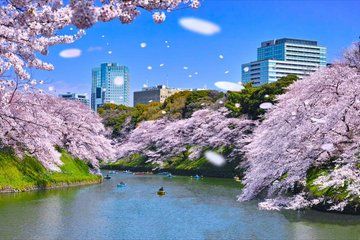 Cherry Blossom Tour in Tokyo with Fun Guide