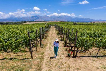 Knossos Palace Olive Press and Winery Luxury Minivan Tour