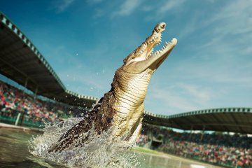 Australia Zoo Day Trip from Noosa Entry Ticket Included