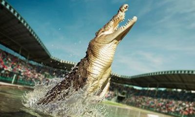 Australia Zoo Day Trip from Noosa Entry Ticket Included