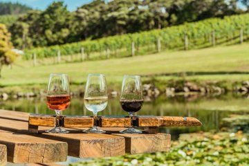Private Half-Day Tour of Auckland's Wine Country - Vines out west