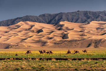 Discover the Wonders of the Gobi Desert in Mongolia ️