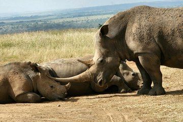 Giraffe Centre Stedmark Gardens and Nairobi National Park Tour