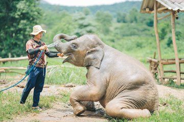 Elephant Sanctuary Chiang Mai, River Rafting, Zipline & Waterfall