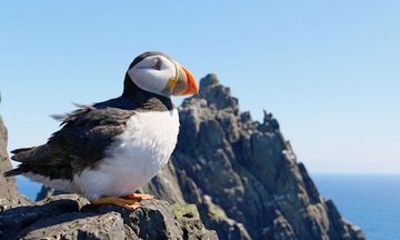 Skellig Michael Seabird Photography Small Group from Kenmare