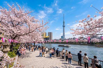 Tokyo Asakusa Walking Tour and Sumida River Cherry Blossoms