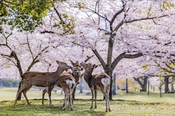 Kansai Airport (KIX): Private Transfer To/From Nara City Hotels