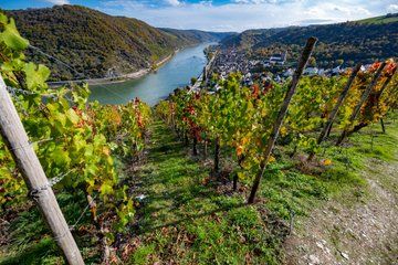 Private Shore Tour: Wine & History Experience in Boppard