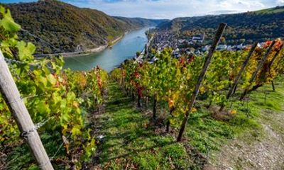 Private Shore Tour: Wine & History Experience in Boppard