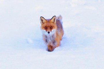 Arctic Survival Mission Arctic Wilderness Challenge