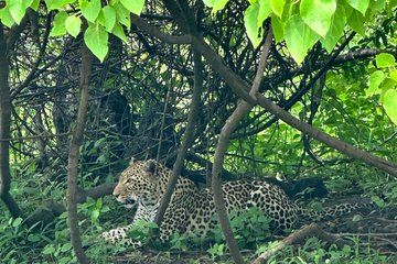 Victoria Falls Chobe Zambia Safari Tour