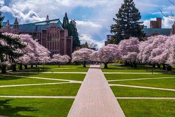 Glimpses of Seattle Cherry Blossom Tour