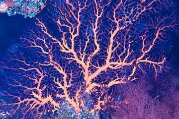 Bali Tulamben Diving Experience with 2 Day Dives and 1 Night Dive