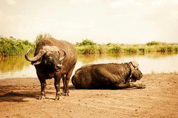 Nairobi National Park and Giraffe Center Half Day Guided Safari