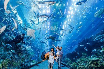 Discover Dubai Aquarium Underwater Zoo and Penguin Cove