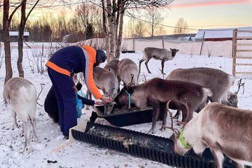 Hands On Reindeer Feeding and Sámi Culture