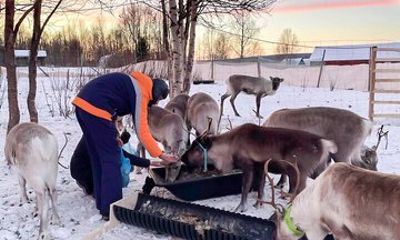 Hands On Reindeer Feeding and Sámi Culture