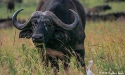 2 Day Tsavo East and West National Park Safari