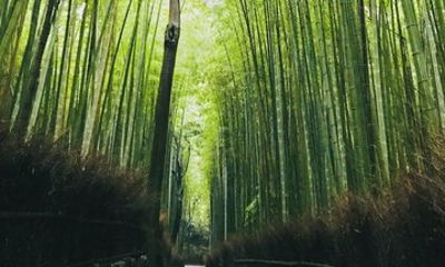 6H Kyoto Highlights and Hidden Paths Private Walking Tour