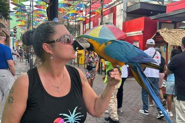 City Tour with Monkey Experience