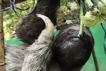 Roatan Highlights and Animal Encounter