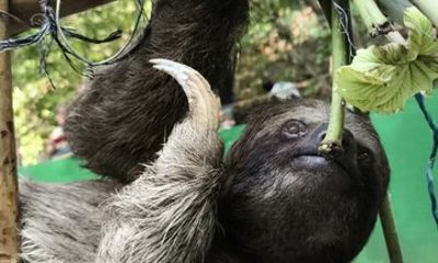 Roatan Highlights and Animal Encounter