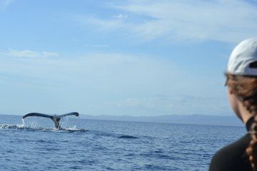 Corredor Isla Cerralvo Snorkeling Activity