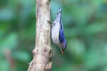 Birds Photograph Tour Doi Inthanon