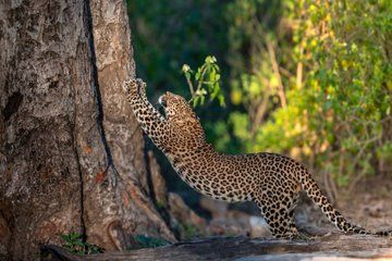 Rishikesh: Jhilmil Jheel Jungle Safari (Leopards & Birdwatching)