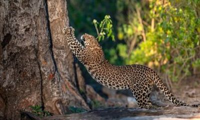Rishikesh: Jhilmil Jheel Jungle Safari (Leopards & Birdwatching)