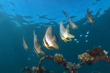 Bali Menjangan 2-Dive Package with Guide and Gear