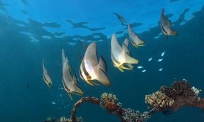 Bali Menjangan 2-Dive Package with Guide and Gear