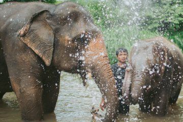Elephant Sanctuary Afternoon Tour Chiang Mai