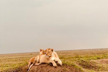 Day Trip to Tarangire National Park Wildlife Safari Adventure
