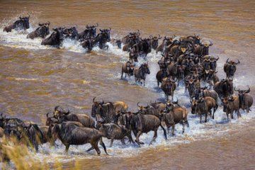 7 Days Group Safari Mara Lake Nakuru Hells Gate Amboseli Parks