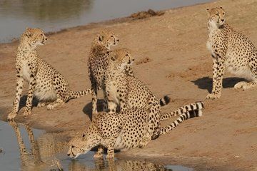Hwange National Park Full Day Tour from Victoria Falls