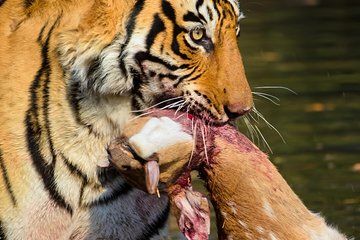 Day Trip to Ranthambore National Park from Jaipur- All inclusive