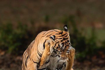 Day trip Ranthambore Tiger safari from jaipur- All inclusive