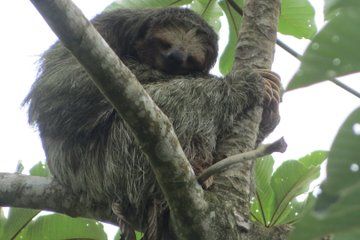 Sloth Watching Tour in La Fortuna