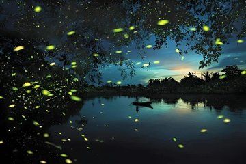 Fireflies Gazing Tour from Kuala Lumpur