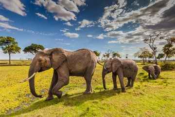 Experience Tanzanias Wildlife on Arusha Tour