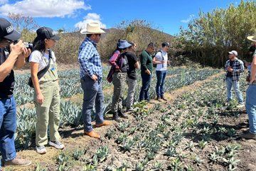 Organic Mezcal Experience in Oaxaca for a Day
