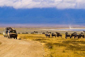 5 Days Tanzania Big Cat Safari