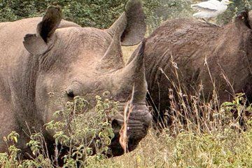 Day tour to Ol Pejeta Wildlife Conservancy from Nairobi