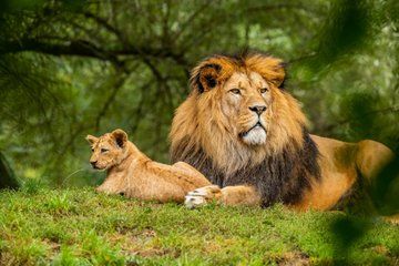 Nairobi National Park Guided tour