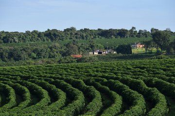 Fairview Coffee Farm Tour and MauMau cave Paradise Lost