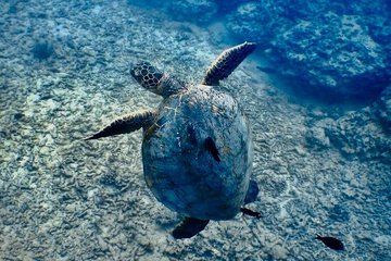 Beginner Scuba and Snorkeling Ocean Adventure in Honolulu