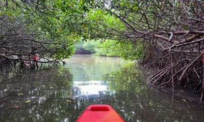 Guided Mangrove Tunnel Kayak Tour at Lido Key